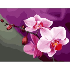 Картины по номерам без коробки Розовые орхидеи, 40х50см