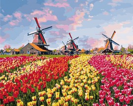 Картины по номерам без коробки Голландские тюльпаны, 40х50 см